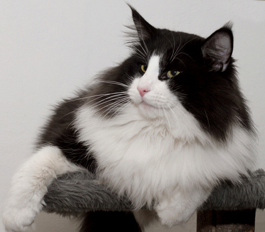 Wildfee's Norwegian Forest Cats T.N.T Riese Blue Tanis