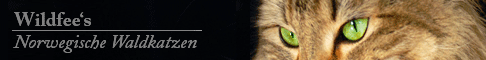 Wildfee's Norwegian Forest Cats
