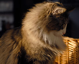 Edda