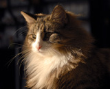 Edda