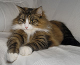 Edda