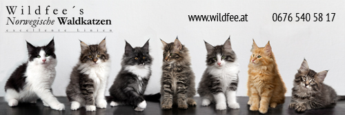 wildfee-banner