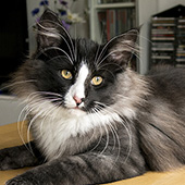 Wildfee's Norwegian Forest Cats: Wildfee's Lilli More