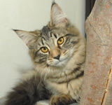 prinzi