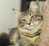 prinzi