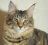 prinzi