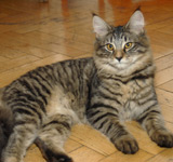 prinzi