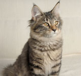 prinzi