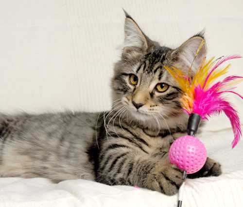 Wildfee's Norwegian Forest Cats Smedegaard´s Prinsessen på ærten