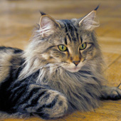 Wildfee's Norwegian Forest Cats: Brakeaway' Once More