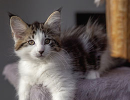 Wildfee's Norwegische Waldkatzen Wildfee's Baba-Jaga - 10 Wochen alt