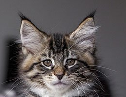 Wildfee's Norwegische Waldkatzen Wildfee's Brienne - 10 Wochen alt