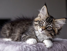 Wildfee's Norwegische Waldkatzen Wildfee's Brienne - 10 Wochen alt