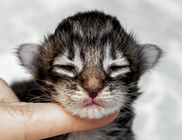 Wildfee's Norwegische Waldkatzen Wildfee's Brienne - eine Woche alt