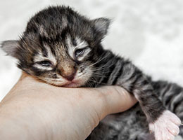 Wildfee's Norwegische Waldkatzen Wildfee's Balerion - eine Woche alt