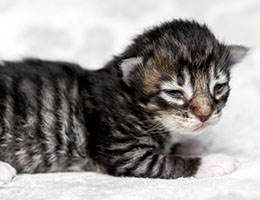 Wildfee's Norwegische Waldkatzen Wildfee's Brienne - eine Woche alt
