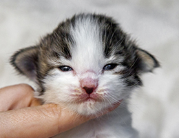 Wildfee's Norwegische Waldkatzen Wildfee's Baba-Jaga - 2 Wochen alt