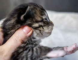 Wildfee's Norwegische Waldkatzen Wildfee's Brienne - 2 Wochen alt