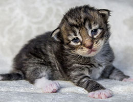 Wildfee's Norwegische Waldkatzen Wildfee's Brienne - 2 Wochen alt