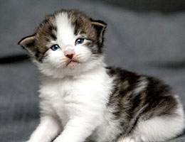 Wildfee's Norwegische Waldkatzen Wildfee's Baba-Jaga - 3 Wochen alt
