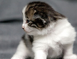 Wildfee's Norwegische Waldkatzen Wildfee's Baba-Jaga - 3 Wochen alt