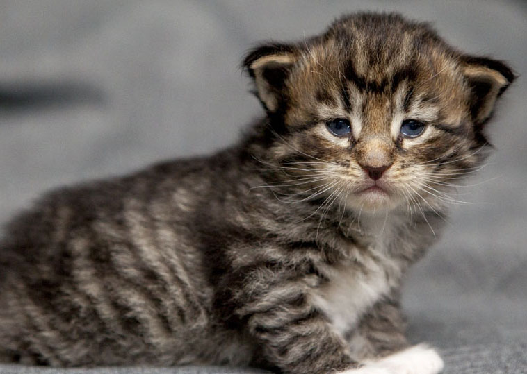 Wildfee's Norwegische Waldkatzen Wildfee's Brienne - 3 Wochen alt