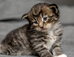Wildfee's Norwegische Waldkatzen Wildfee's Brienne - 3 Wochen alt