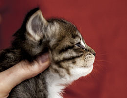 Wildfee's Norwegische Waldkatzen Wildfee's Brienne - 4 Wochen alt