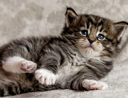 Wildfee's Norwegische Waldkatzen Wildfee's Brienne - 4 Wochen alt