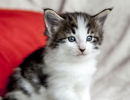 Wildfee's Norwegische Waldkatzen Wildfee's Baba-Jaga - 5 Wochen alt