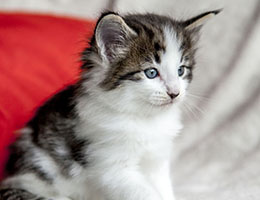 Wildfee's Norwegische Waldkatzen Wildfee's Baba-Jaga - 5 Wochen alt