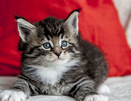 Wildfee's Norwegische Waldkatzen Wildfee's Balerion - 5 Wochen alt