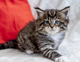 Wildfee's Norwegische Waldkatzen Wildfee's Brienne - 5 Wochen alt