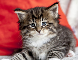 Wildfee's Norwegische Waldkatzen Wildfee's Brienne - 5 Wochen alt