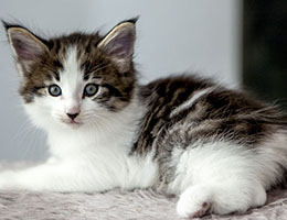 Wildfee's Norwegische Waldkatzen Wildfee's Baba-Jaga - 6 Wochen alt