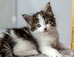 Wildfee's Norwegische Waldkatzen Wildfee's Baba-Jaga - 6 Wochen alt