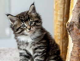 Wildfee's Norwegische Waldkatzen Wildfee's Balerion - 6 Wochen alt