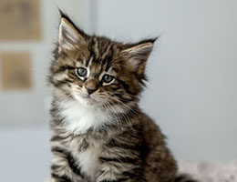Wildfee's Norwegische Waldkatzen Wildfee's Brienne - 6 Wochen alt