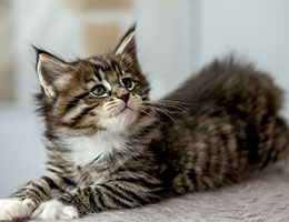 Wildfee's Norwegische Waldkatzen Wildfee's Brienne - 6 Wochen alt