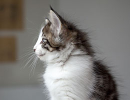 Wildfee's Norwegische Waldkatzen Wildfee's Baba-Jaga - 7 Wochen alt