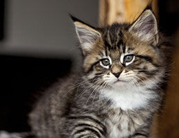 Wildfee's Norwegische Waldkatzen Wildfee's Brienne - 7 Wochen alt