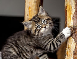 Wildfee's Norwegische Waldkatzen Wildfee's Brienne - 7 Wochen alt