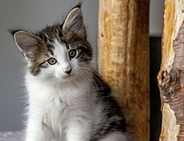 Wildfee's Norwegische Waldkatzen Wildfee's Baba-Jaga - 8 Wochen alt