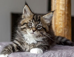 Wildfee's Norwegische Waldkatzen Wildfee's Brienne - 8 Wochen alt