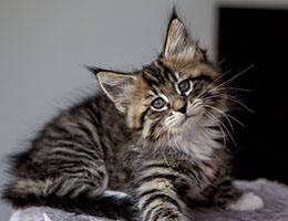 Wildfee's Norwegische Waldkatzen Wildfee's Brienne - 8 Wochen alt