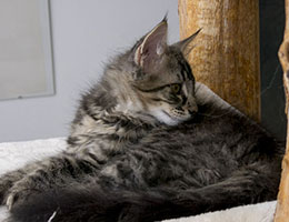 Wildfee's Norwegische Waldkatzen Wildfee's Grimnir - zwölf Wochen alt