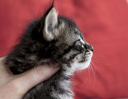 Wildfee's Norwegische Waldkatzen Wildfee's Grimnir - vier Wochen alt