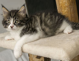 Wildfee's Norwegische Waldkatzen Wildfee's Grislie - sieben Wochen alt