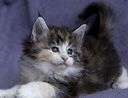 Wildfee's Norwegische Waldkatzen Wildfee's Joxy - fünf Wochen alt