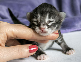 Wildfee's Norwegische Waldkatzen Wildfee's Kottan - eine Woche alt